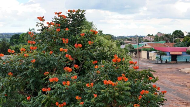 Photo african tulip tree flowers