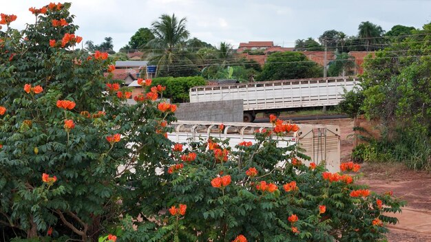 African Tulip Tree Flowers