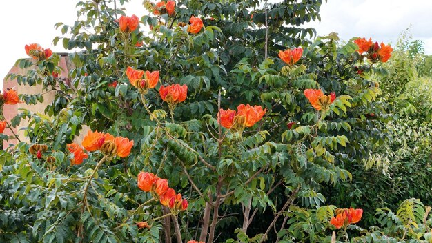 Photo african tulip tree flowers