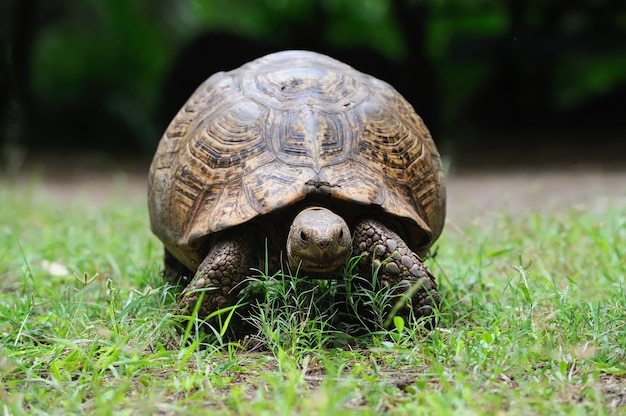 草の中のアフリカのカメ