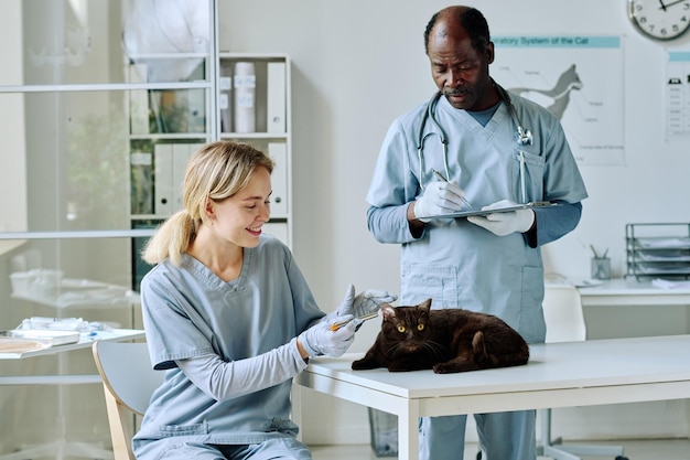 African vet doctor in uniform holding medical exam of cat together with nurse at clinic