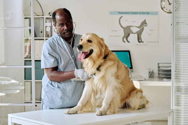 Veterinario africano in uniforme che ascolta il battito cardiaco del cane con lo stetoscopio in ufficio