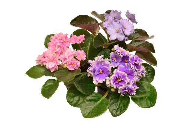 African violet saintpaulia pink purple and blue in a pot isolated on white background Delicate flower nature composition Creative springsummer concept Flat lay top view