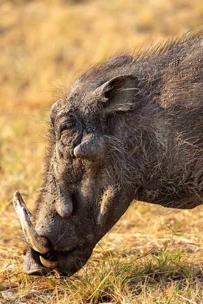 Photo african warthog portrait etosha national park namibia