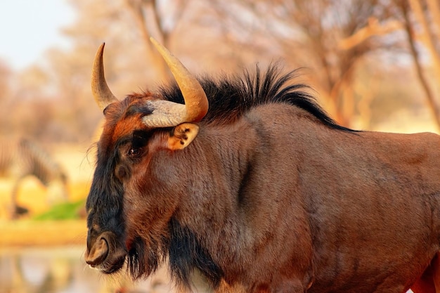 African wild animals Blue wildebeest large antelope walking in dry grass at the evening in savanna