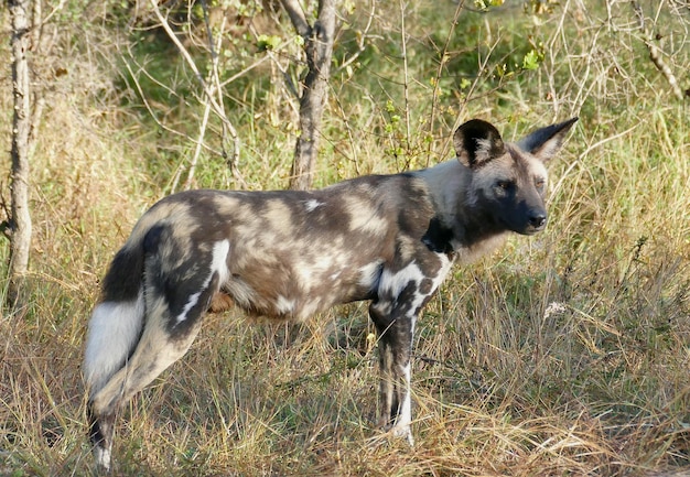 Африканская дикая собака животное большие уши красивое дикое животное на зеленой траве Ботсвана Африка