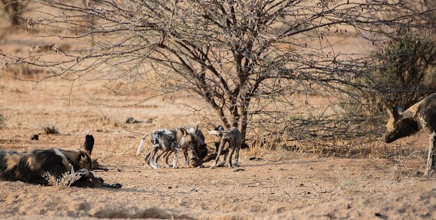 Foto cane selvaggio africano nel parco nazionale di etosha in namibia, sudafrica