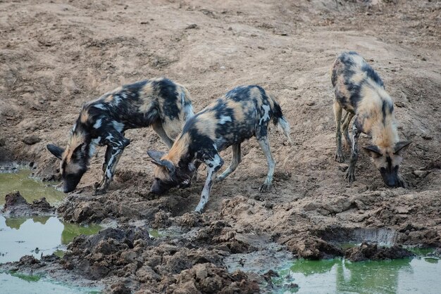 写真 アフリカの野生犬 エトーシャ国立公園 南アフリカ