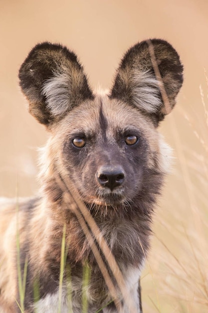 Foto cane selvaggio africano lyacon pictus nel parco nazionale di babwata, namibia