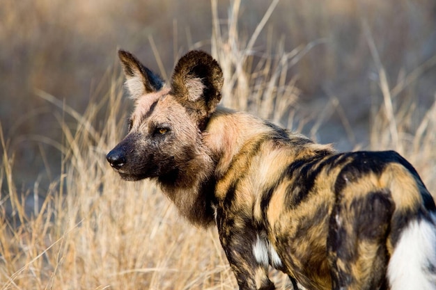 Африканская дикая собака или Lycaon Lycaon Pictus Kruger Park Южная Африка