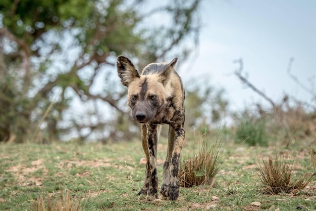 カメラに向かって歩くアフリカの野生の犬 ストック写真