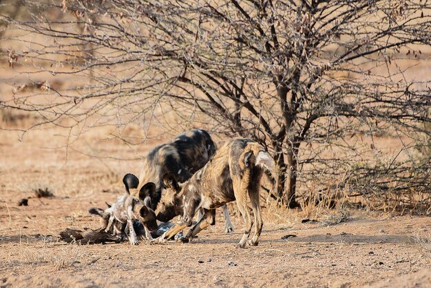 写真 アフリカの野犬が野原で