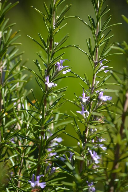 African wild flowers