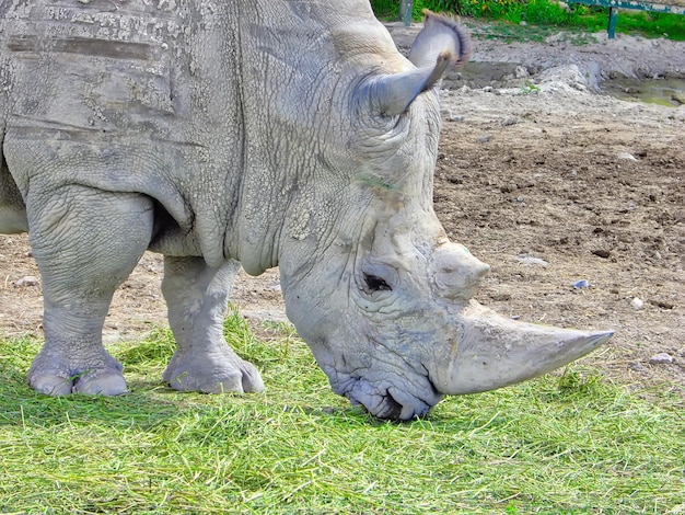 African Wildlife Safaripark in de buurt van de stad Puebla in Mexico