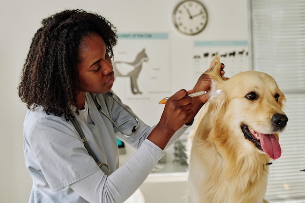 African young vet doctor examining ears of domestic dog during medical exam at vet room