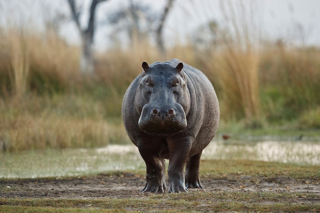 Afrika Nijlpaard amphibius