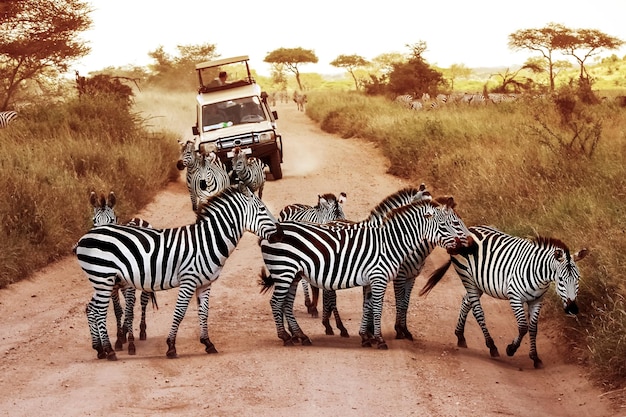 Afrika Tanzania Serengeti Zebra's op de weg in het nationale park Serengeti