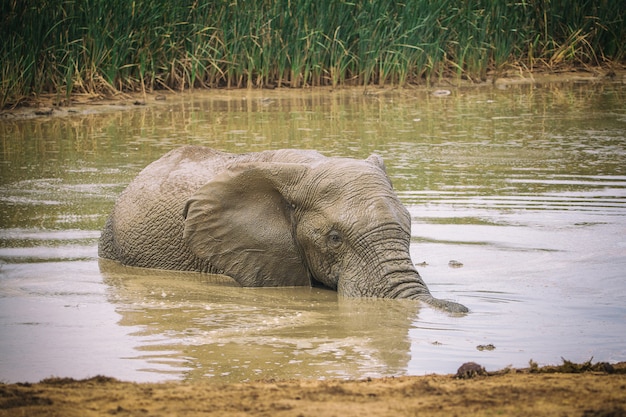 Afrikaan die en zwemmen zwemmen in het nationale park van Addo, Zuid-Afrika