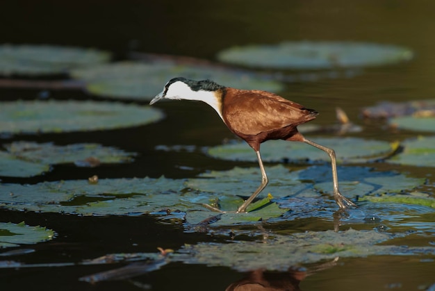 Afrikaans Jacana Kruger Nationaal Park Zuid-Afrika