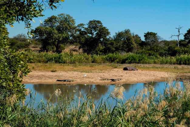 Afrikaans savannelandschap Kruger National Park Zuid-Afrika