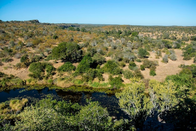 Afrikaans savannelandschap Kruger National Park Zuid-Afrika