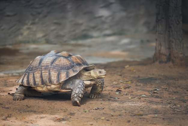 Afrikaanse aangespoorde schildpad lopen