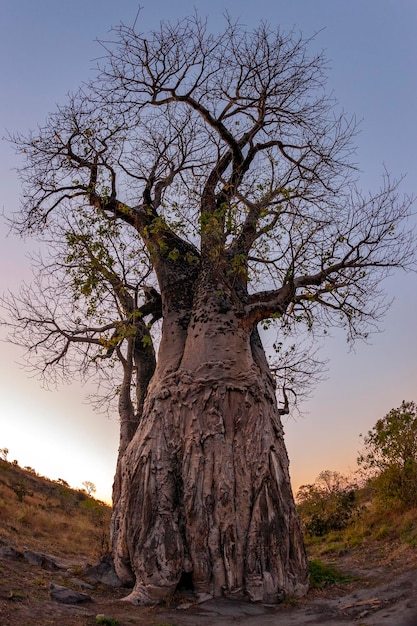 Afrikaanse baobabboom in de schemering Savuti-regio van Botswana