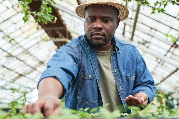 Afrikaanse boer die de zaailingen plant terwijl hij in de kas werkt