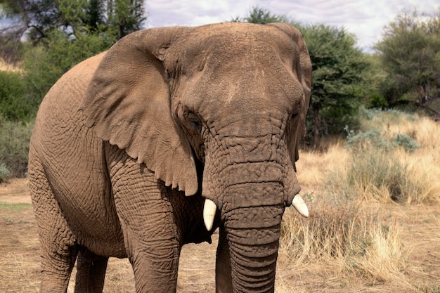 Afrikaanse bosolifant in het grasland van Etosha National Park Africa