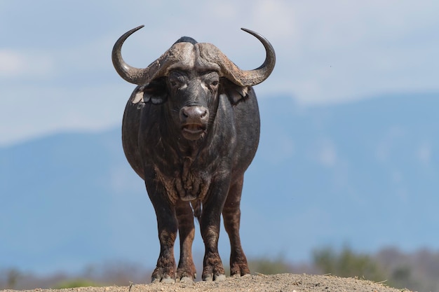 Foto afrikaanse buffel (syncerus caffer) kruger, republiek zuid-afrika