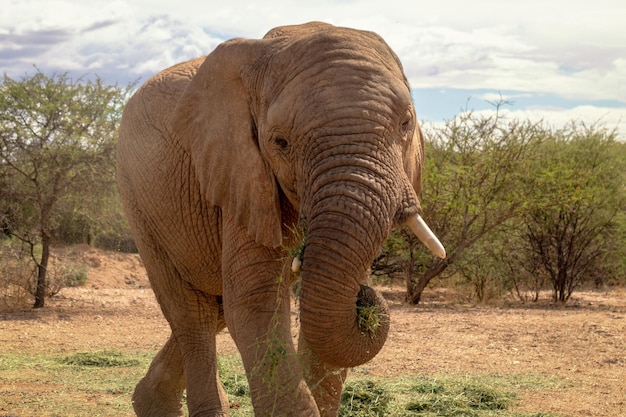 Afrikaanse Bush-olifant in het grasland van Etosha National Park, Namibië. Afrika