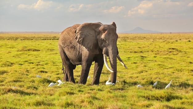 Afrikaanse bush olifant (Loxodonta africana) lopen op savanne, met witte Koereiger (Bubulcus ibis) vogels op het gras. Nationaal park Amboseli, Kenia