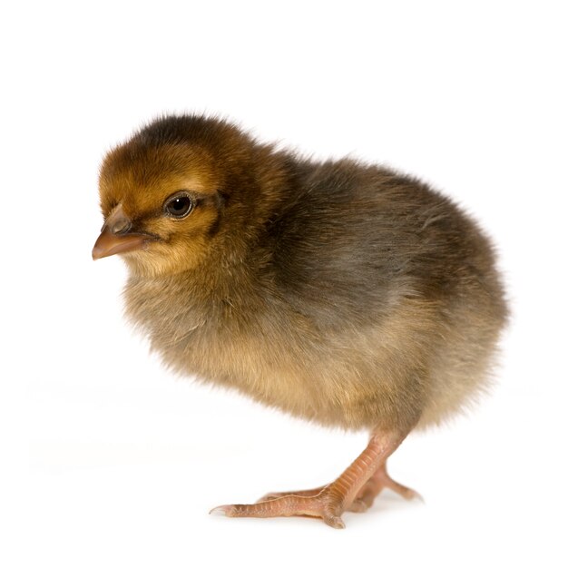 Afrikaanse chick geïsoleerd