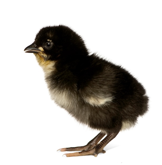 Afrikaanse chick geïsoleerd