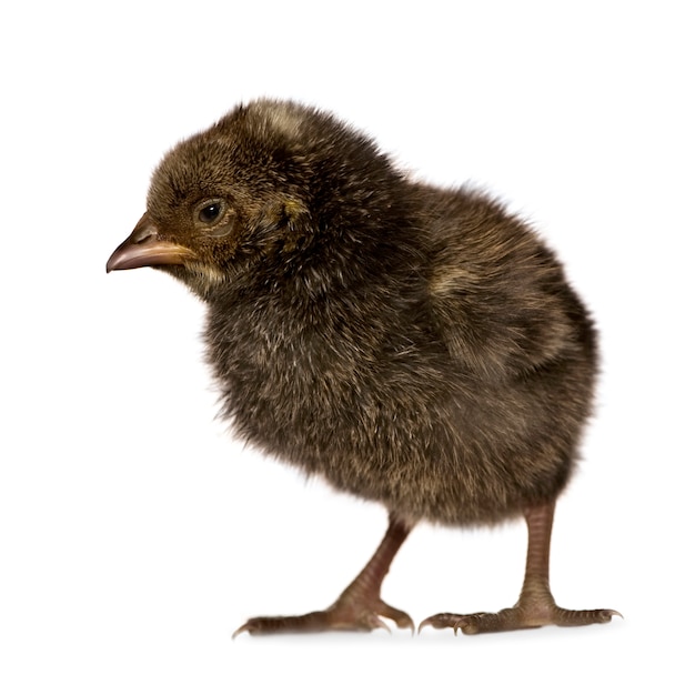 Afrikaanse chick geïsoleerd