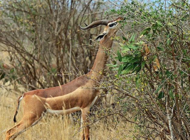 Afrikaanse Gazelle in de savanne van Tsavo gerenuk
