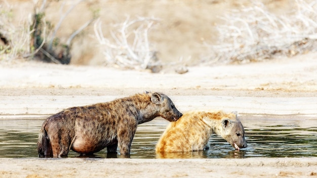 Afrikaanse gevlekte hyena's in bad