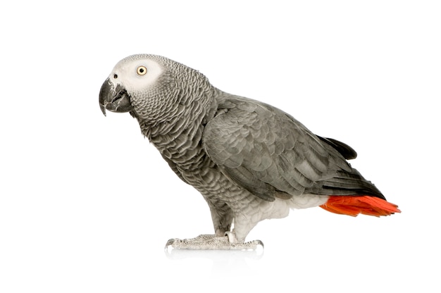 Afrikaanse Grey Parrot - Psittacus-erithacus vooraan op een geïsoleerd wit