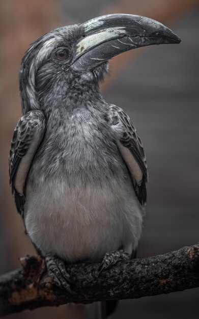 Afrikaanse grijze hoornbill