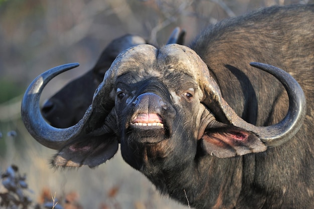 Foto afrikaanse kaapbuffel