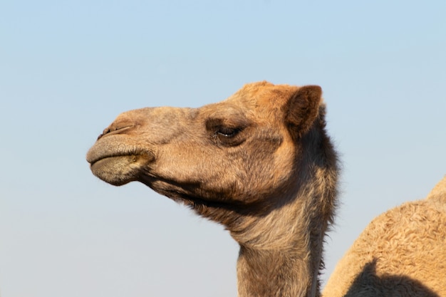 Afrikaanse kameel in de Namib-woestijn. Grappige close-up. Namibië, Afrika