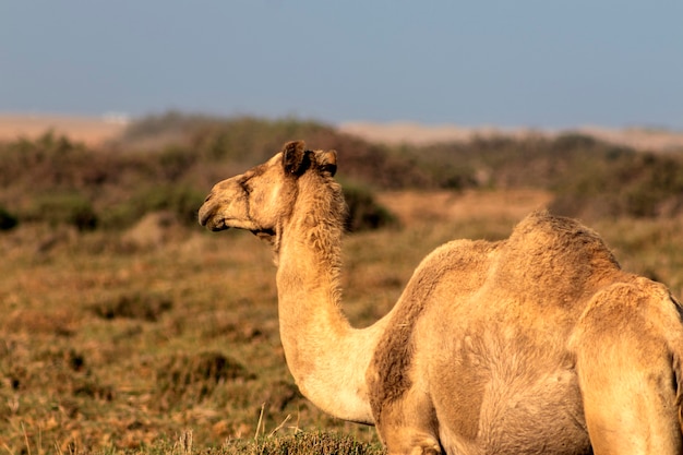 Afrikaanse kameel in de namib-woestijn. grappige close-up. namibië, afrika