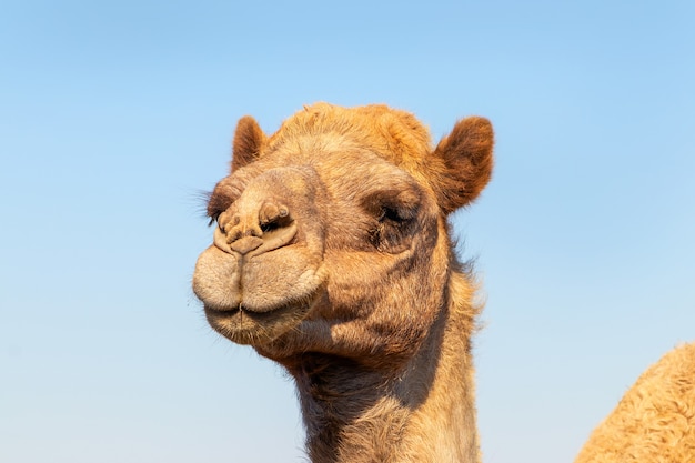 Afrikaanse kameel in de Namib-woestijn. Grappige close-up. Namibië, Afrika