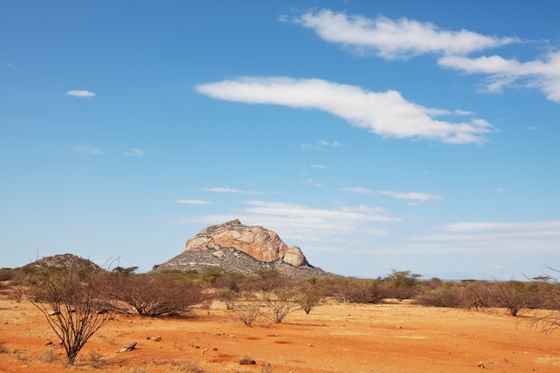 Afrikaanse landschappen - hete gele struik, bomen en blauwe lucht.