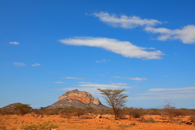 Afrikaanse landschappen - hete gele struik, stines, bomen en blauwe lucht. Conceptuele Afrikaanse achtergrond.