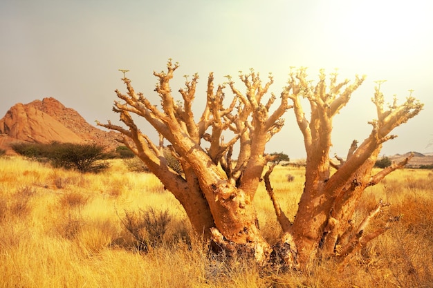 Afrikaanse landschappen