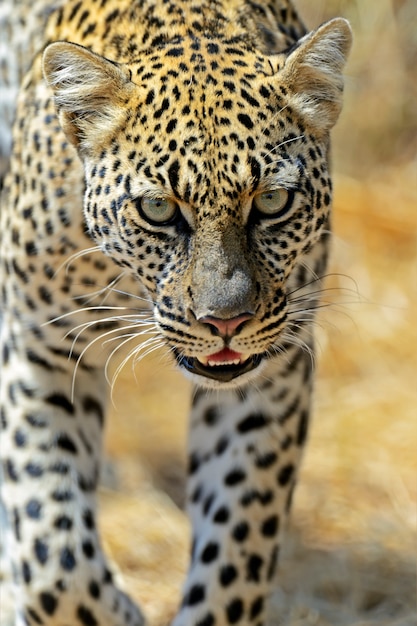 Afrikaanse luipaard in Samburu National Park. Kenia, Afrika.