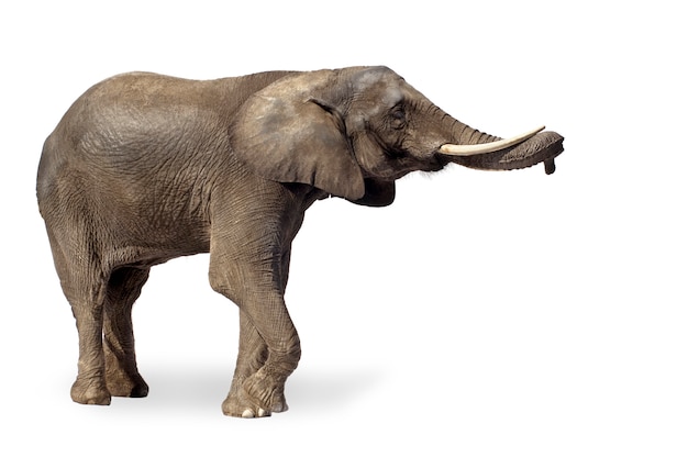 Afrikaanse olifant geïsoleerd