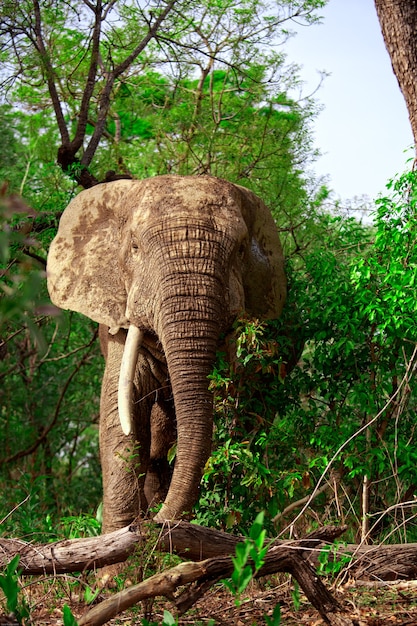 Afrikaanse olifant in bos, Mole National Park, Ghana