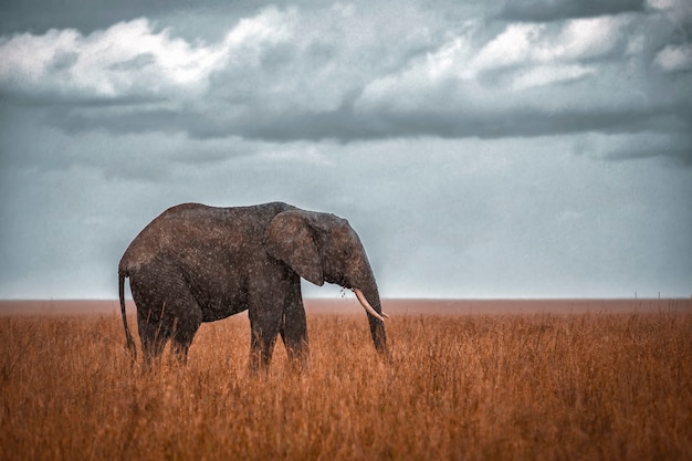 Afrikaanse olifant in de regen